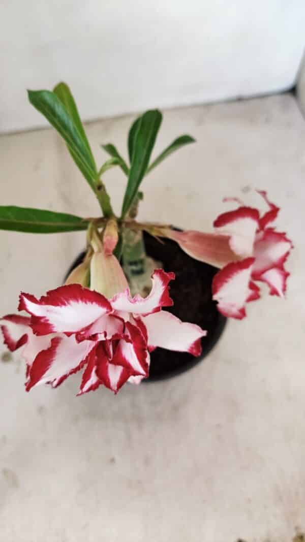 ENXERTO 12242 – 20cm (cor LM 797) Id: FERRARI - Imagem 4