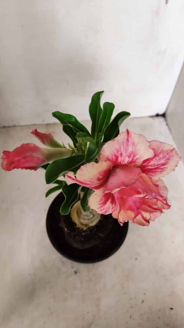 ENXERTO 12249 – 20cm (cor LM 402) - Imagem 4