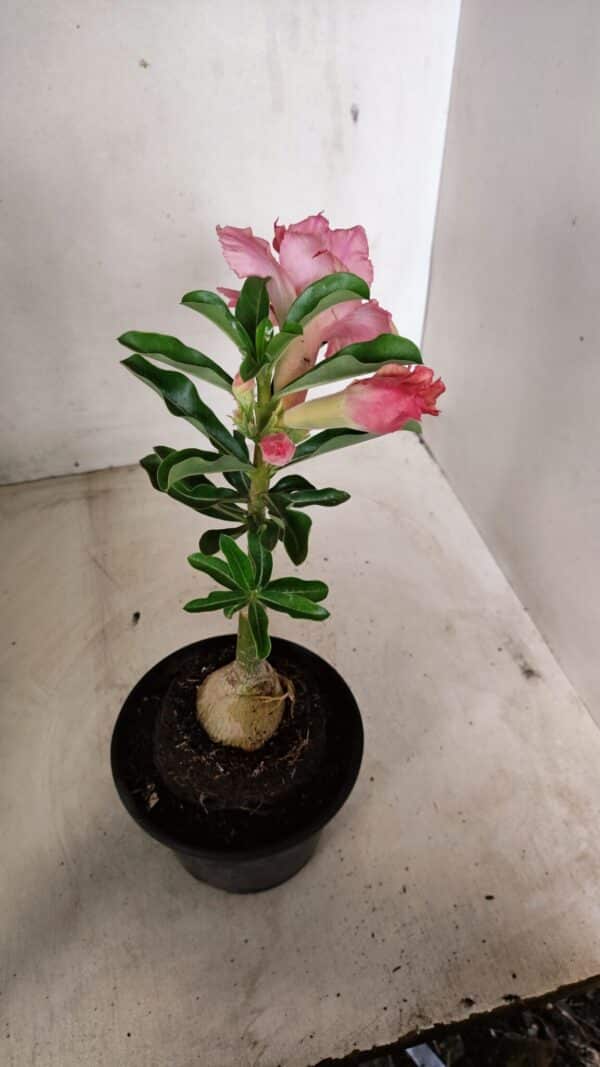 ENXERTO 12249 – 20cm (cor LM 402) - Imagem 6
