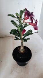 ENXERTO 12256 – 20cm (cor LM 499) - Imagem 6
