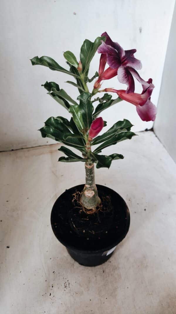 ENXERTO 12256 – 20cm (cor LM 499) - Imagem 6