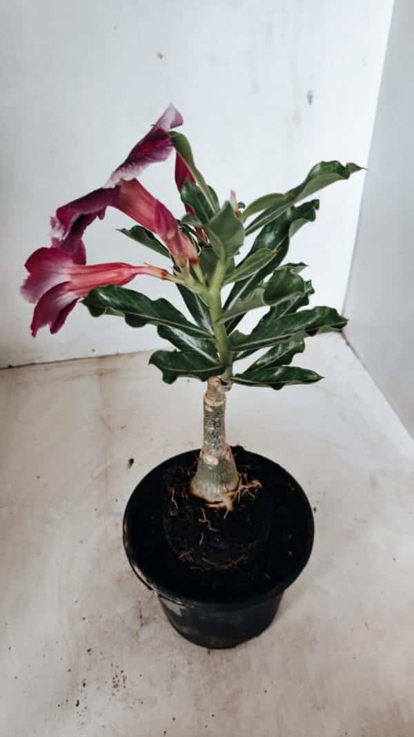 ENXERTO 12256 – 20cm (cor LM 499) - Imagem 5