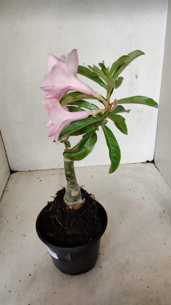 ENXERTO 12259 – 25cm (cor LM 08) - Imagem 8