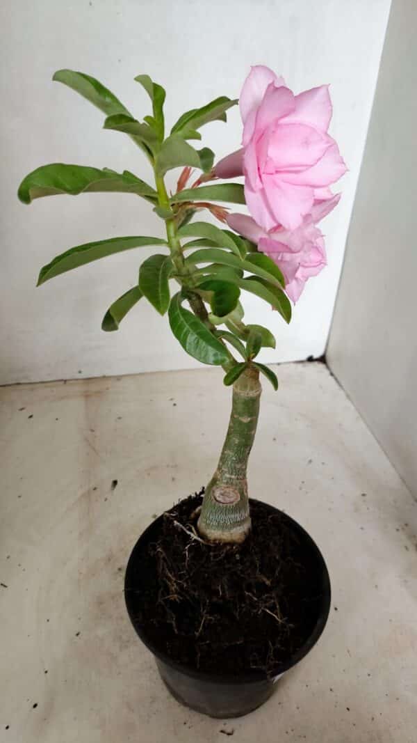ENXERTO 12259 – 25cm (cor LM 08) - Imagem 6