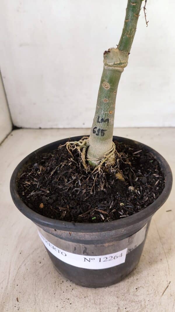 ENXERTO 12264 – 22cm (cor LM 615) - Imagem 7