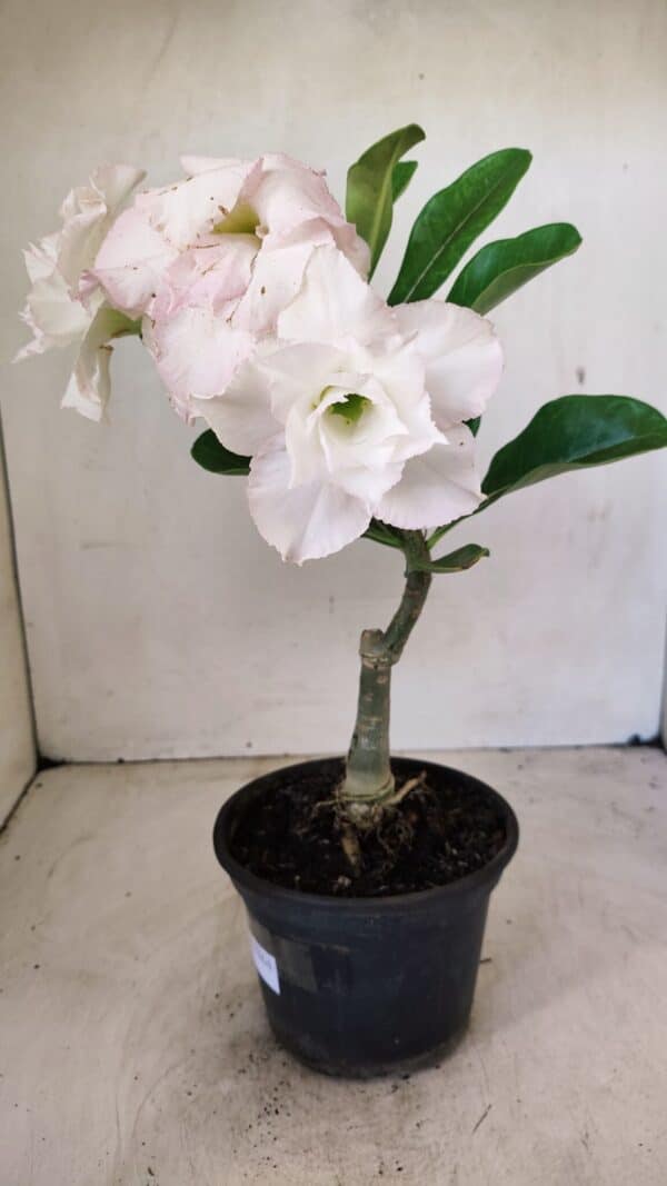 ENXERTO 12264 – 22cm (cor LM 615) - Imagem 6