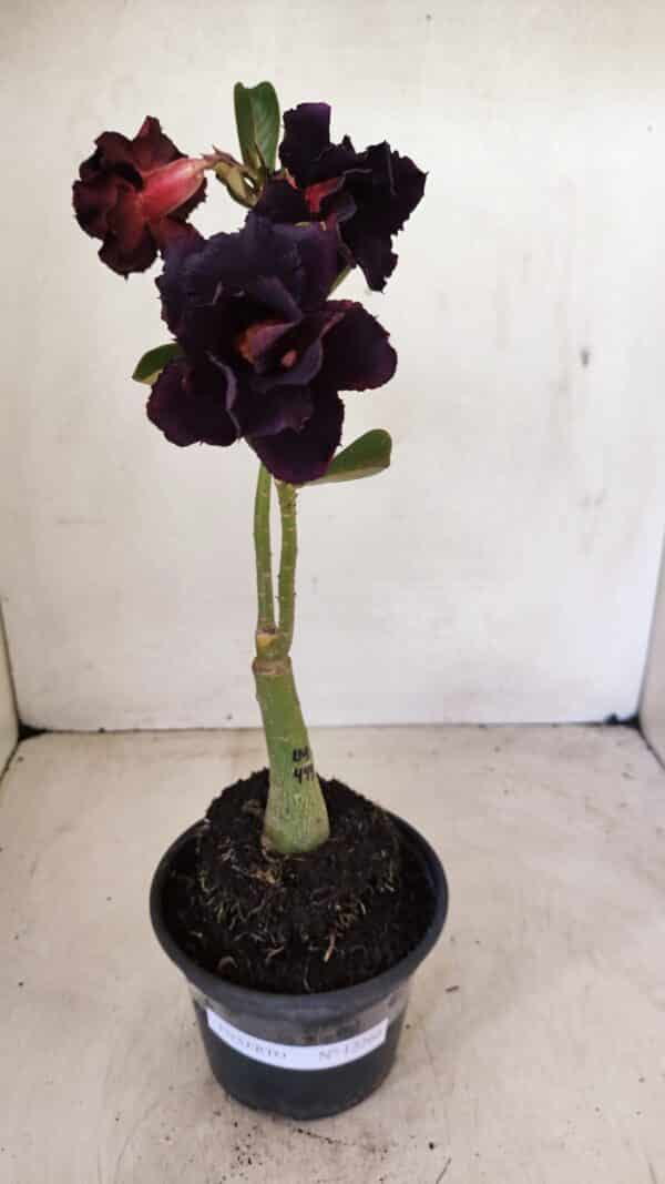 ENXERTO 12266 – 20cm (cor LM 449) - Imagem 1