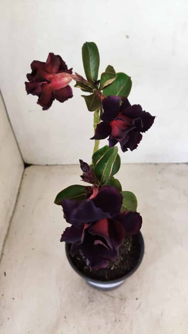 ENXERTO 12266 – 20cm (cor LM 449) - Imagem 3