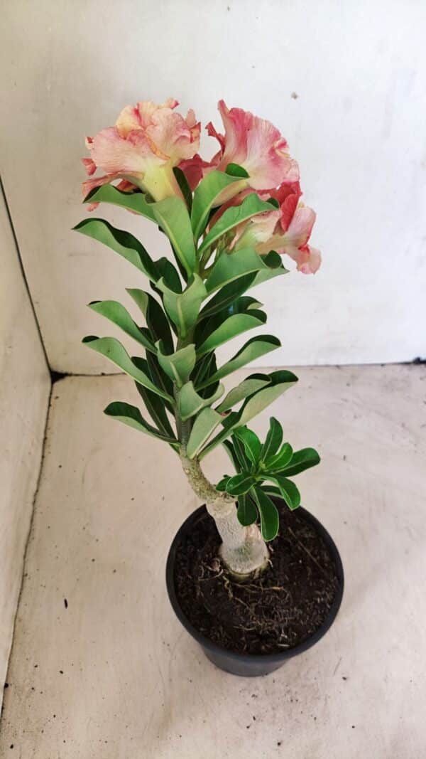 ENXERTO 12268 – 25cm (cor LM 582) - Imagem 5