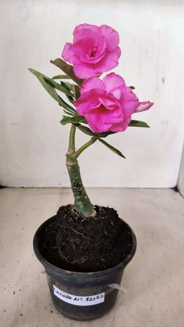 ENXERTO 12282 – 20cm (cor LM 04) - Imagem 2