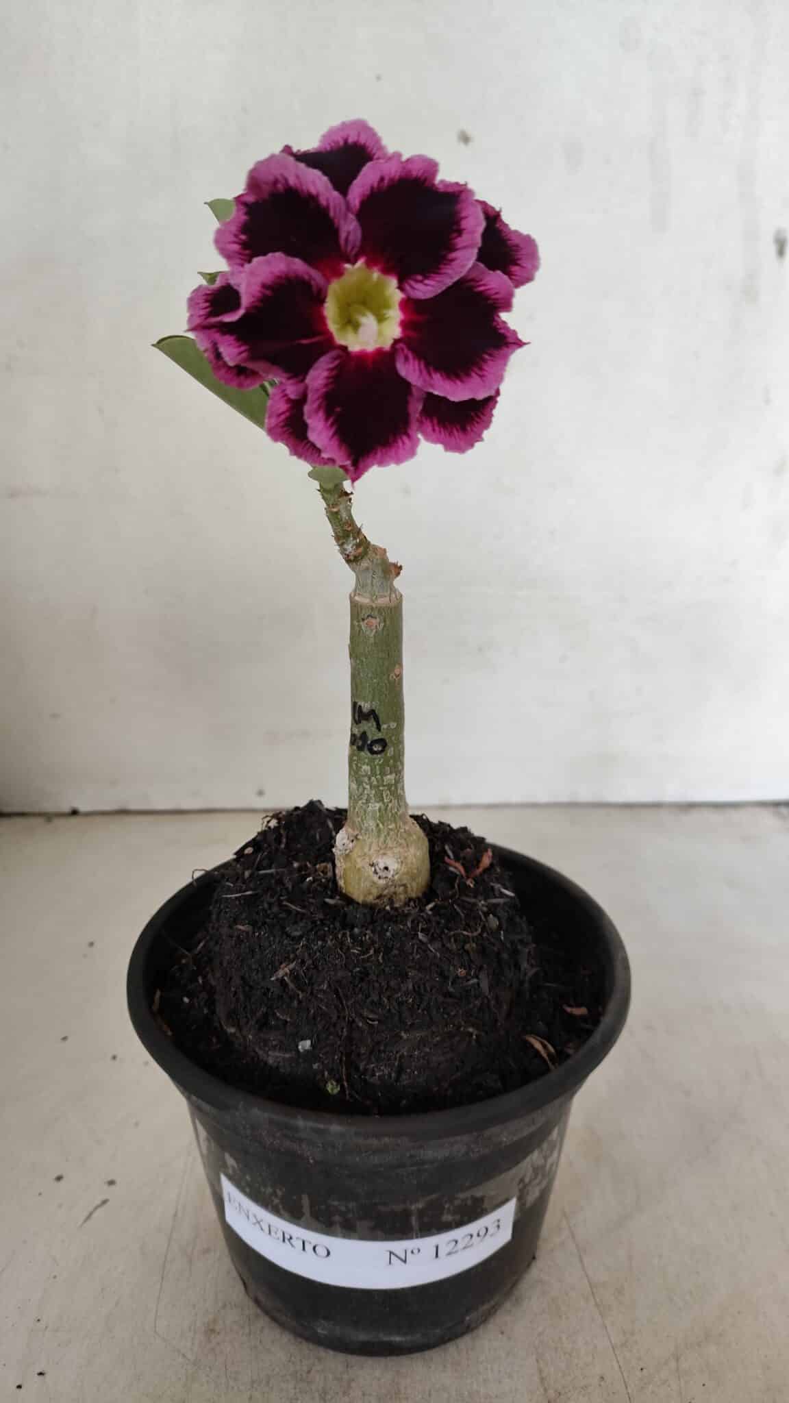 ENXERTO 12293 (1) ENXERTO 12293 – 20cm (cor LM 1010) - Imagem 2