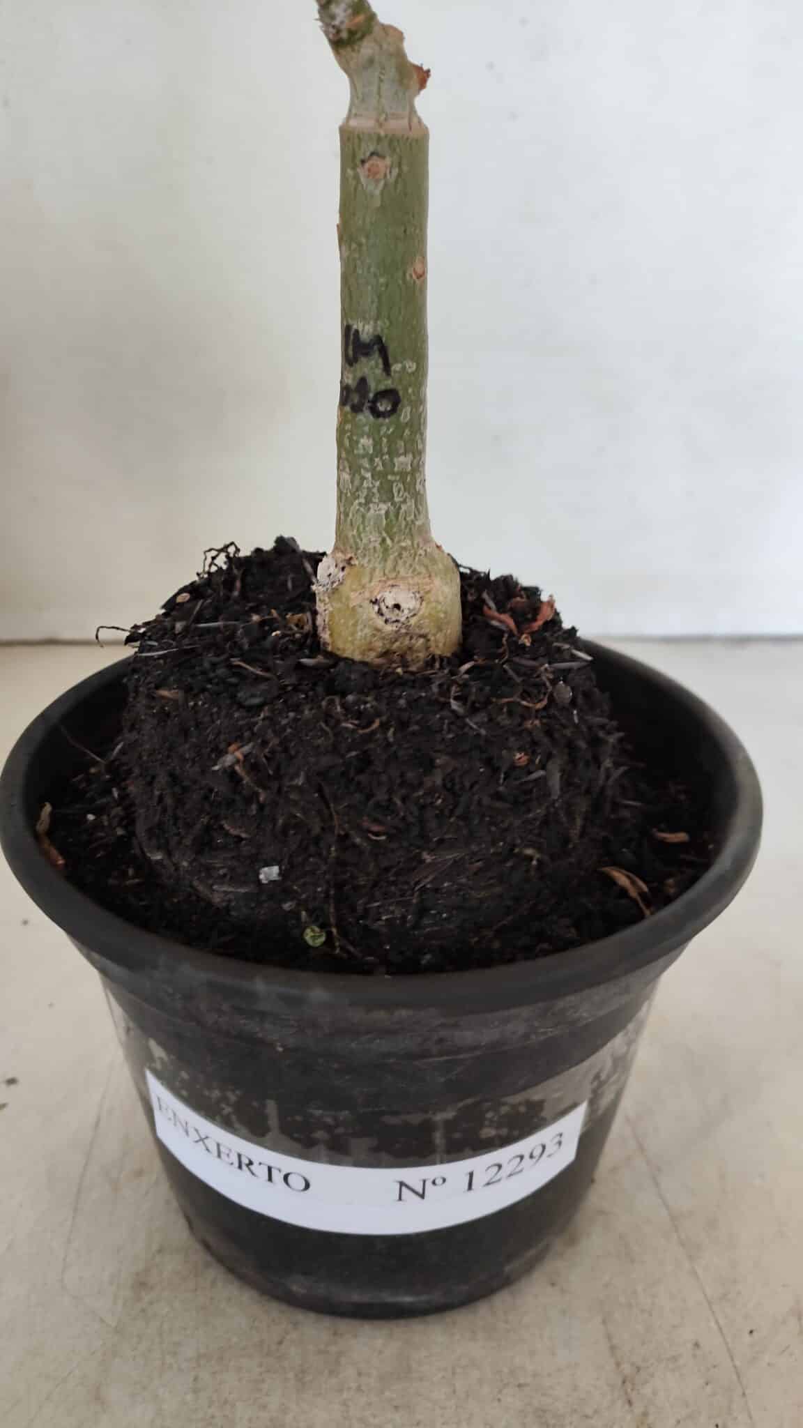 ENXERTO 12293 (2) ENXERTO 12293 – 20cm (cor LM 1010) - Imagem 7