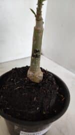 ENXERTO 12293 – 20cm (cor LM 1010) - Imagem 6