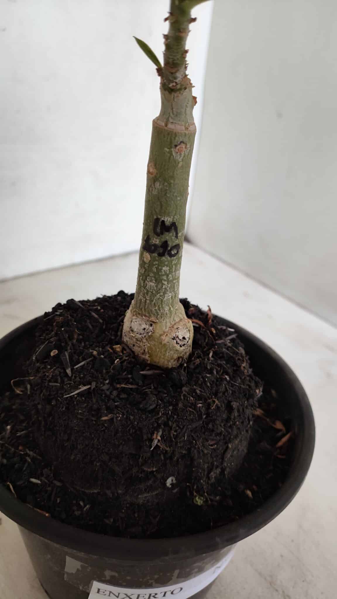 ENXERTO 12293 (3) ENXERTO 12293 – 20cm (cor LM 1010) - Imagem 6