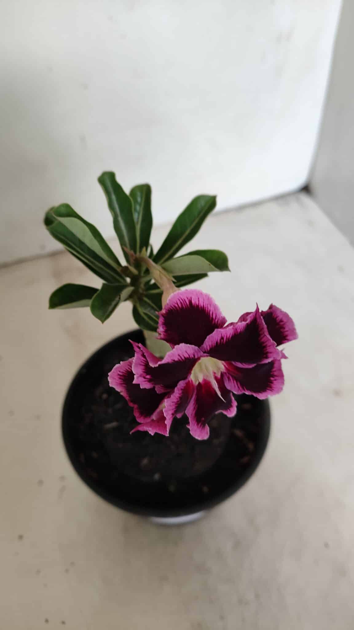 ENXERTO 12293 (4) ENXERTO 12293 – 20cm (cor LM 1010) - Imagem 4