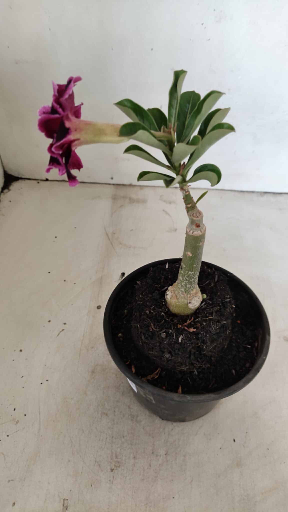 ENXERTO 12293 (5) ENXERTO 12293 – 20cm (cor LM 1010) - Imagem 5