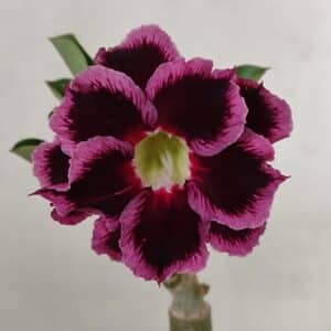 ENXERTO 12293 – 20cm (cor LM 1010)