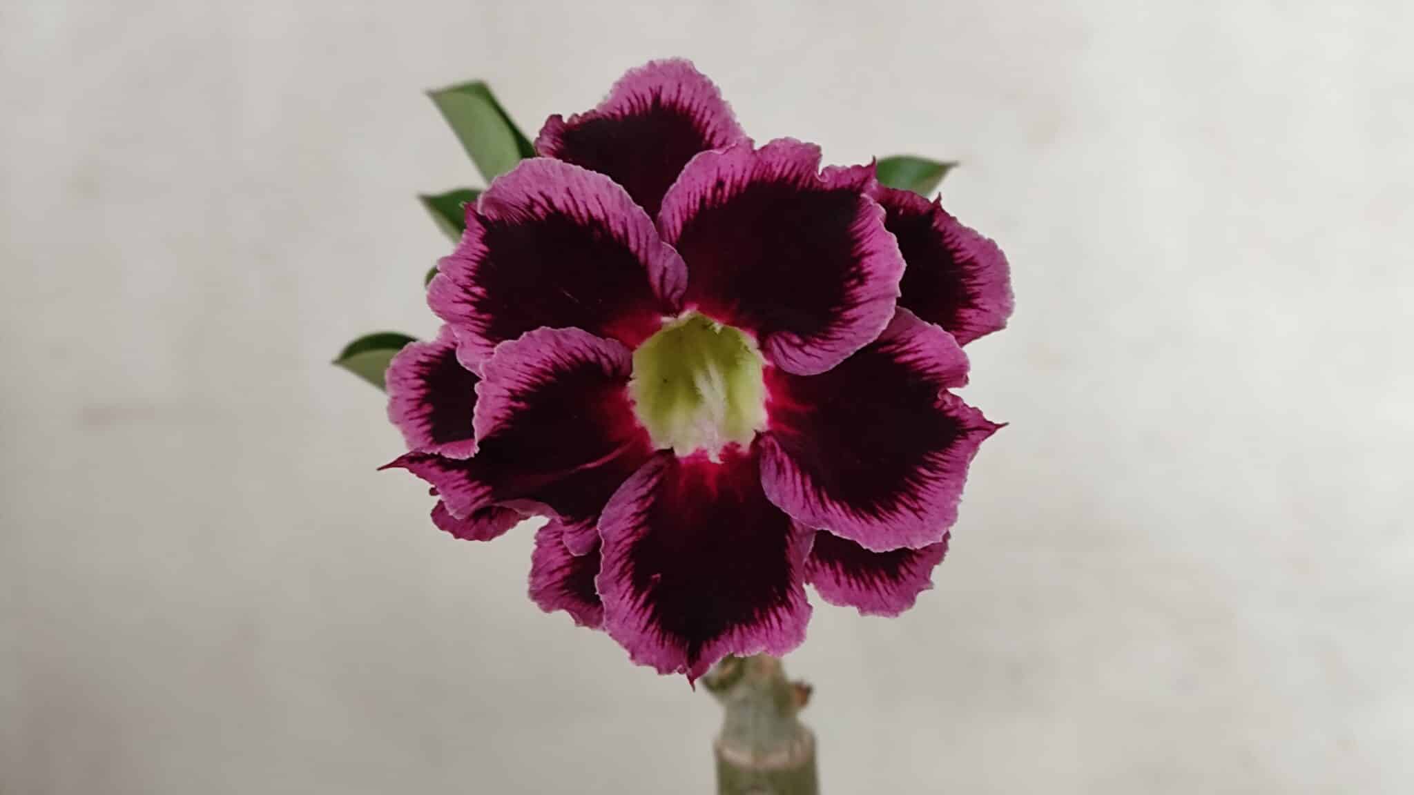 ENXERTO 12293 (6) ENXERTO 12293 – 20cm (cor LM 1010) - Imagem 1