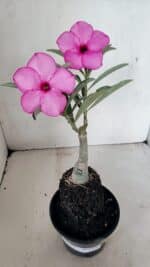 ENXERTO 12294 – 25cm (cor LM 512) - Imagem 2