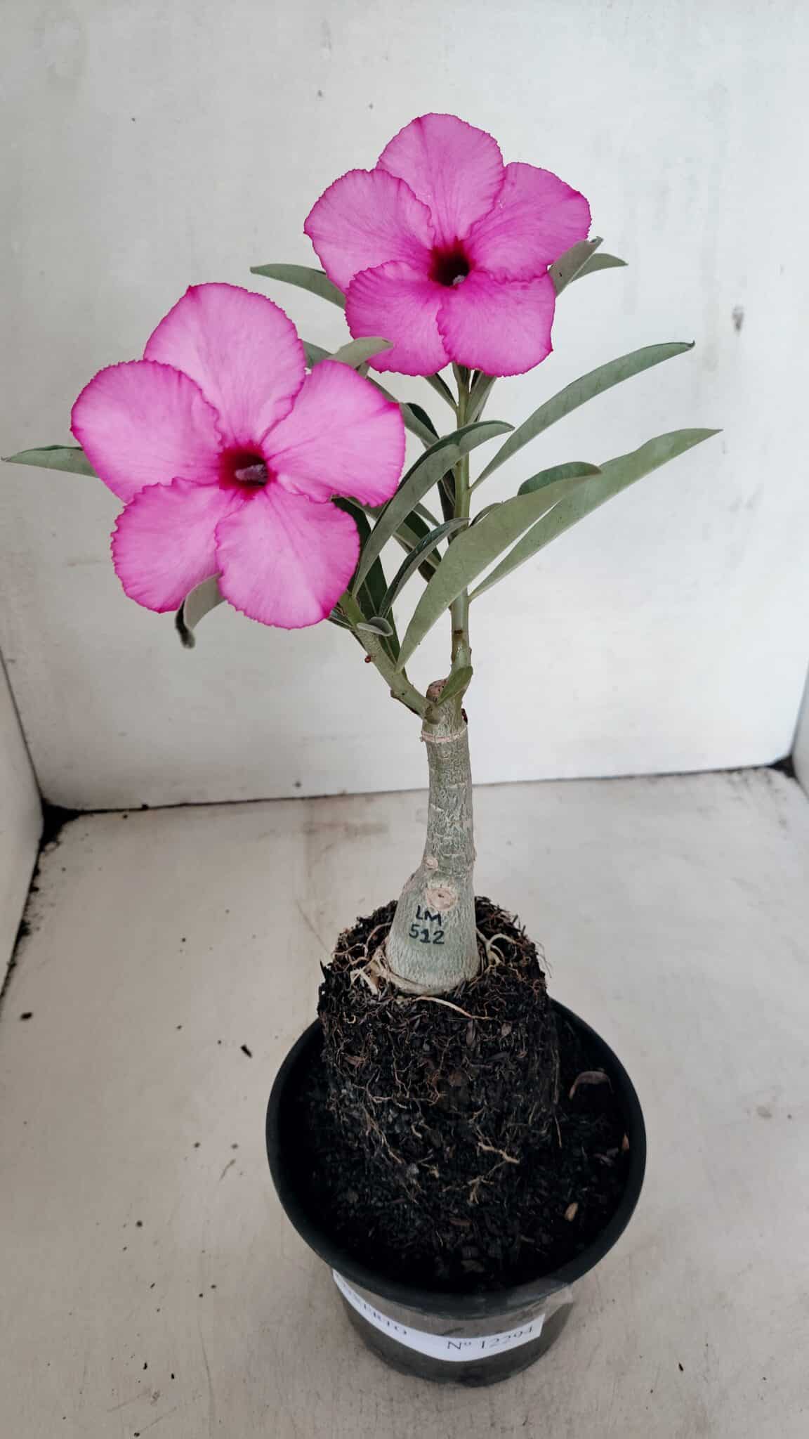 ENXERTO 12294 (1) ENXERTO 12294 – 25cm (cor LM 512) - Imagem 2