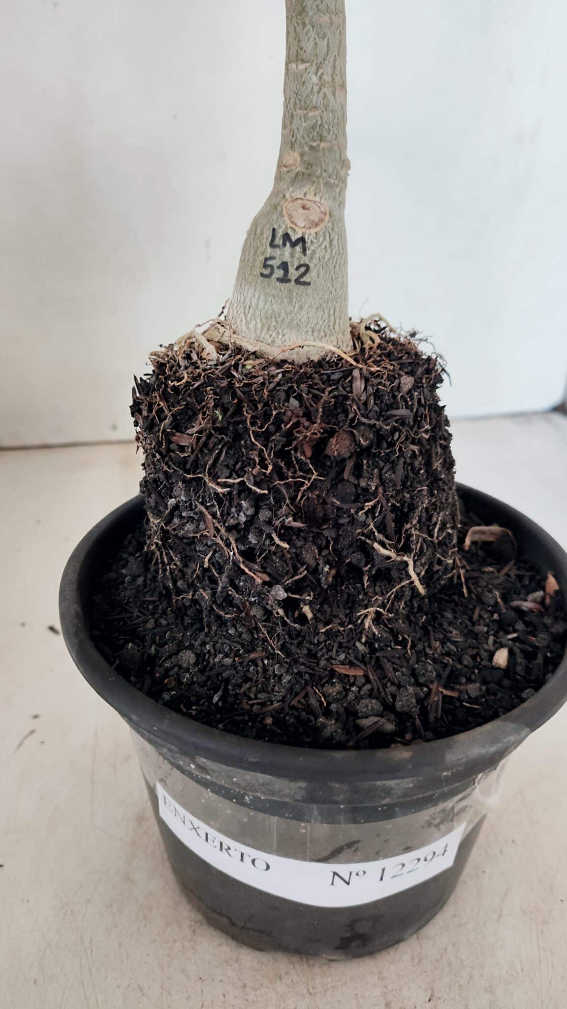 ENXERTO 12294 (2) ENXERTO 12294 – 25cm (cor LM 512) - Imagem 6