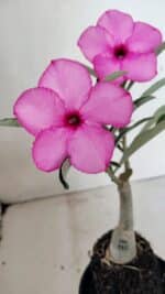 ENXERTO 12294 – 25cm (cor LM 512) - Imagem 4