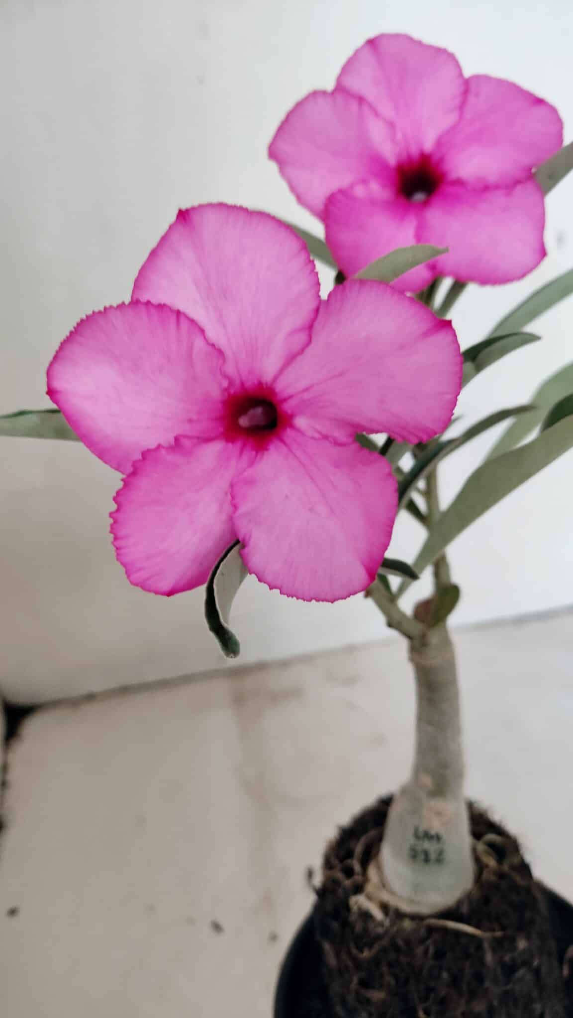 ENXERTO 12294 (3) ENXERTO 12294 – 25cm (cor LM 512) - Imagem 4