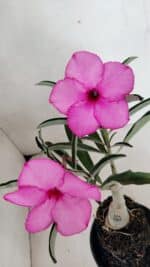 ENXERTO 12294 – 25cm (cor LM 512)