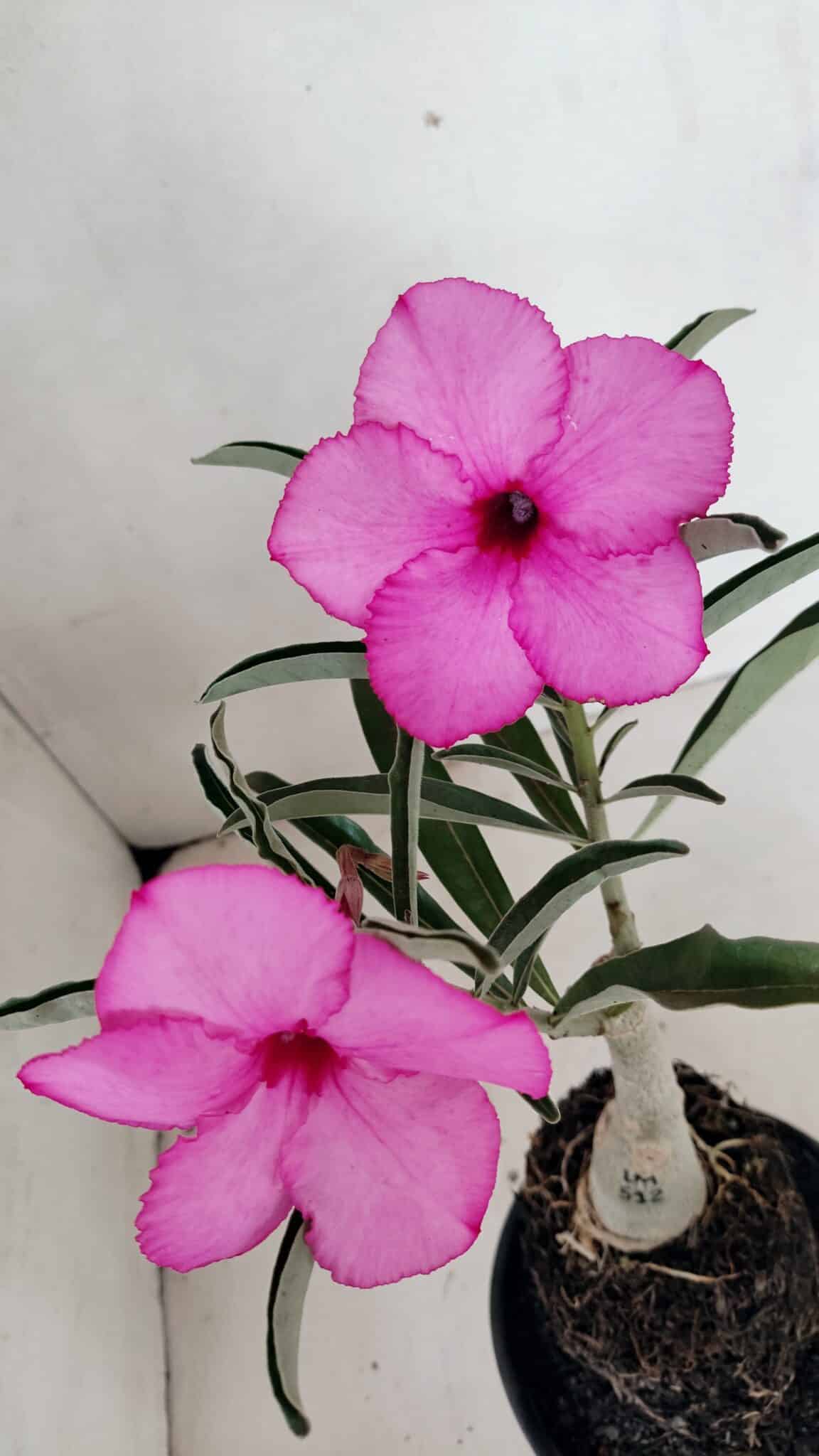 ENXERTO 12294 (4) ENXERTO 12294 – 25cm (cor LM 512) - Imagem 1