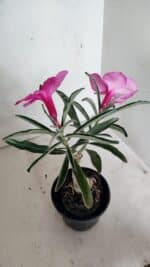 ENXERTO 12294 – 25cm (cor LM 512) - Imagem 5