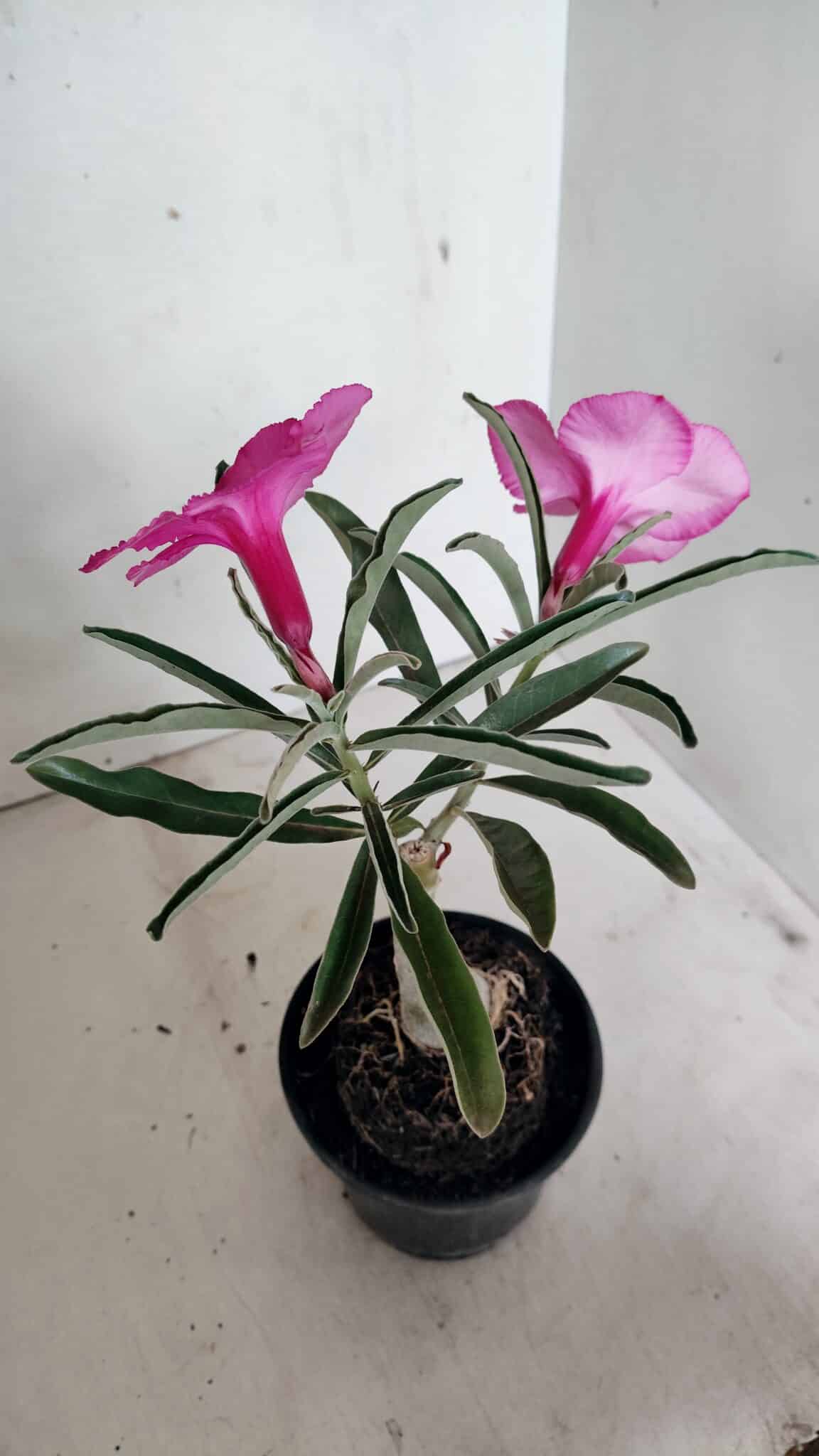 ENXERTO 12294 (5) ENXERTO 12294 – 25cm (cor LM 512) - Imagem 5