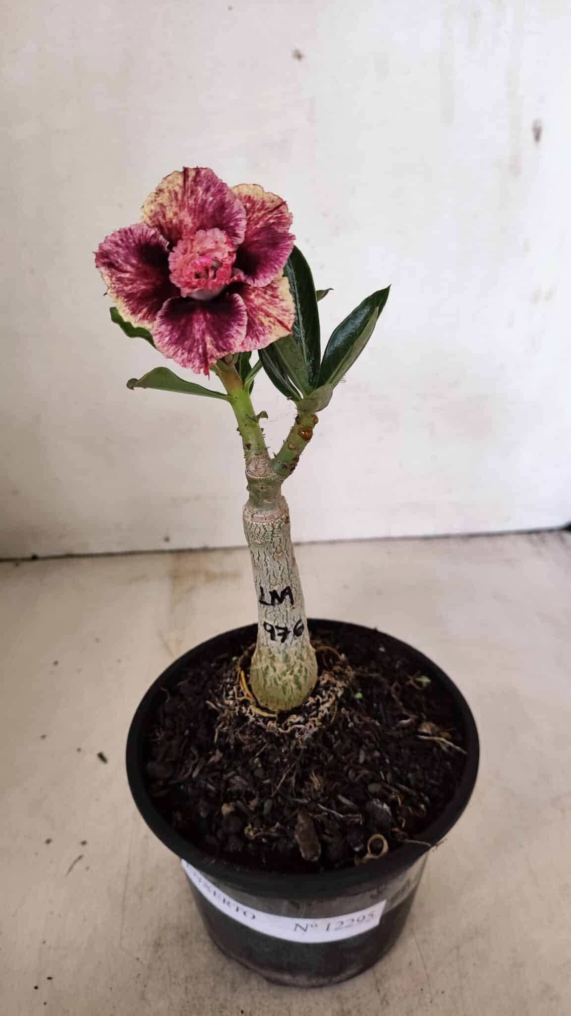 ENXERTO 12295 (1) ENXERTO 12295 – 20cm (cor LM 976) - Imagem 2