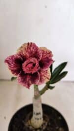 ENXERTO 12295 – 20cm (cor LM 976)