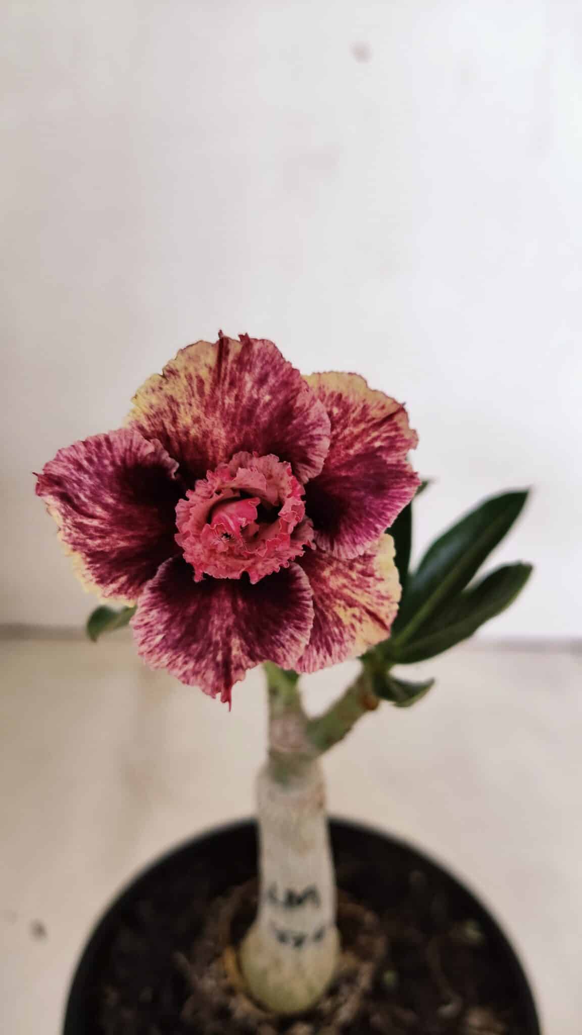 ENXERTO 12295 (2) ENXERTO 12295 – 20cm (cor LM 976) - Imagem 1