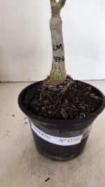 ENXERTO 12295 – 20cm (cor LM 976) - Imagem 7