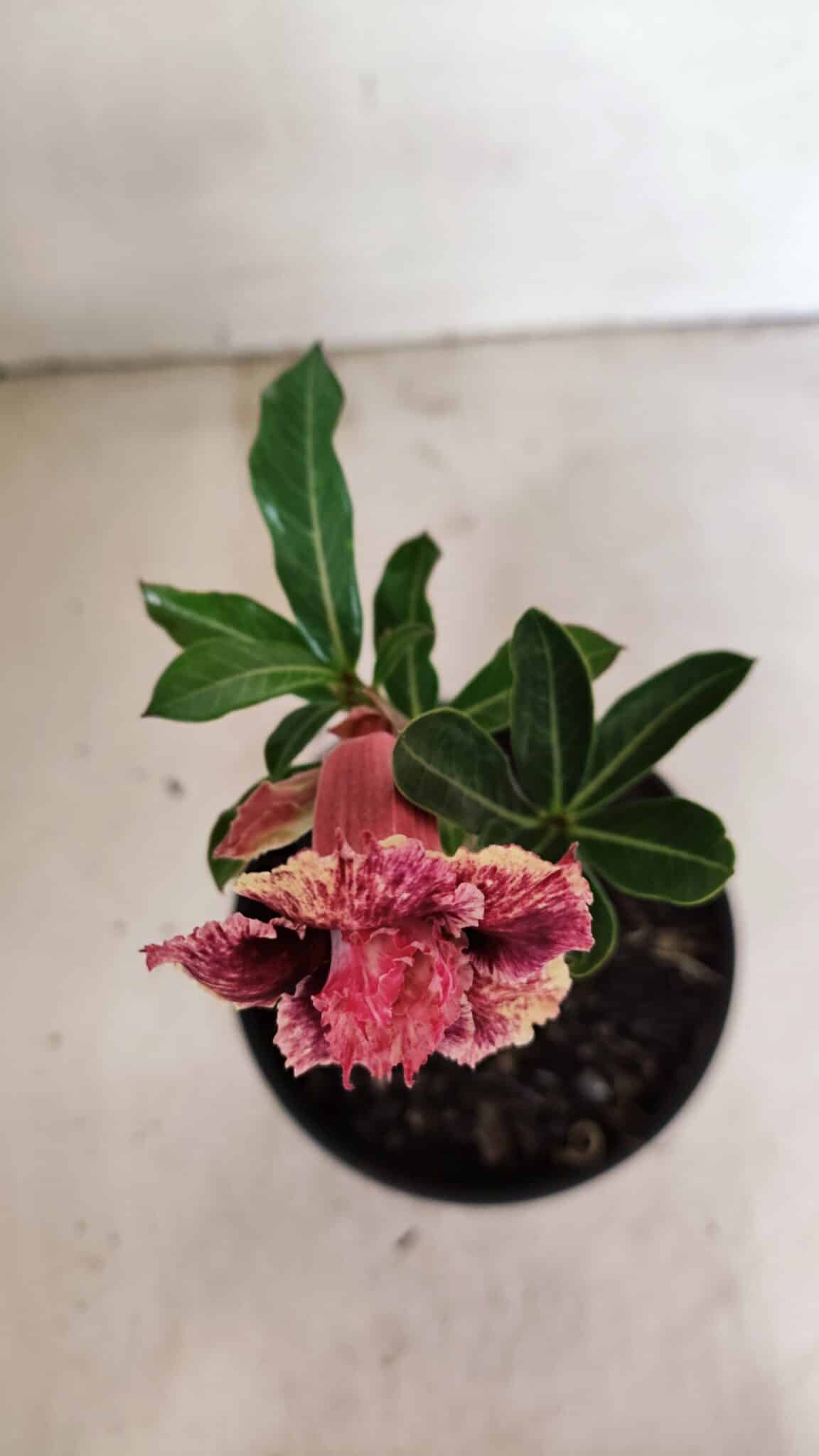 ENXERTO 12295 (4) ENXERTO 12295 – 20cm (cor LM 976) - Imagem 4