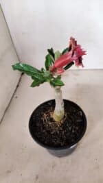 ENXERTO 12295 – 20cm (cor LM 976) - Imagem 6