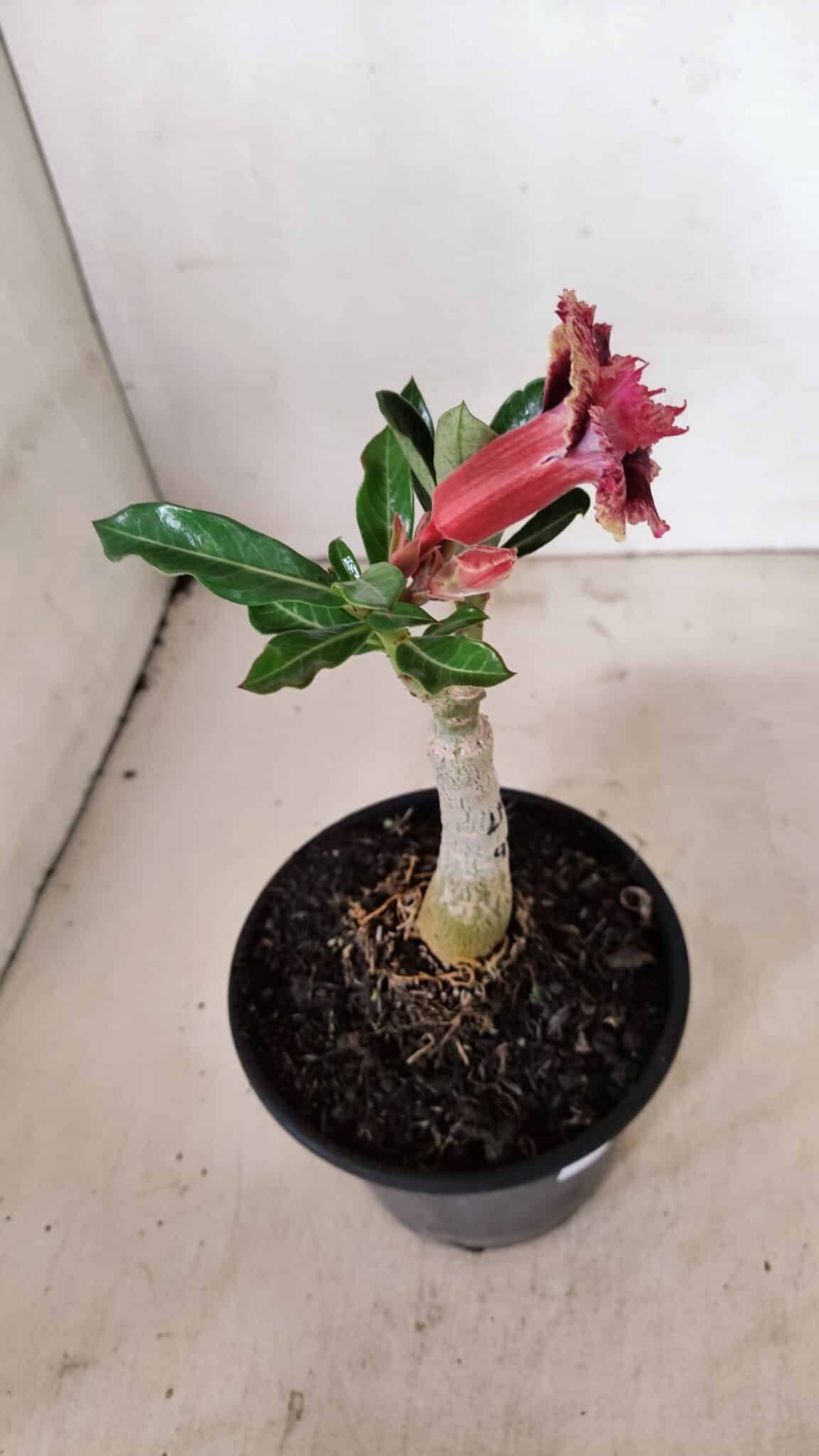 ENXERTO 12295 (5) ENXERTO 12295 – 20cm (cor LM 976) - Imagem 6