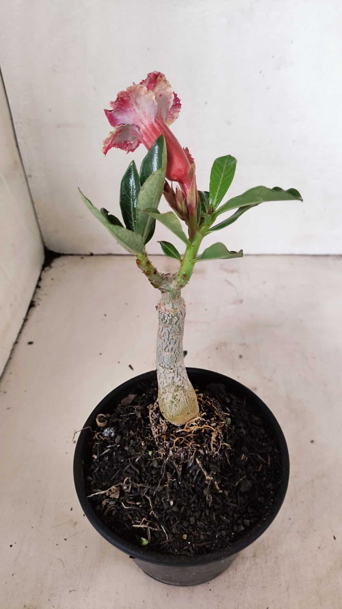 ENXERTO 12295 (6) ENXERTO 12295 – 20cm (cor LM 976) - Imagem 5