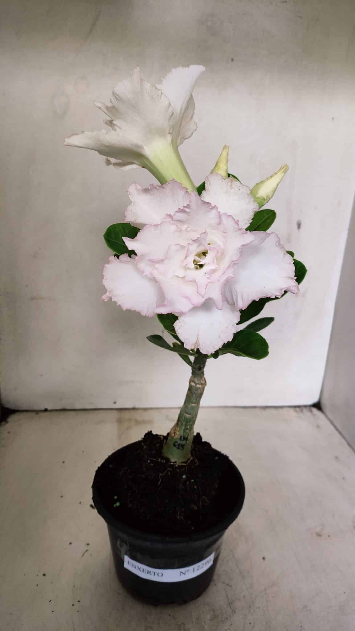 ENXERTO 12296 (1) ENXERTO 12296 – 22cm (cor LM 615) - Imagem 2