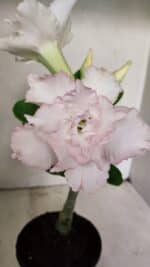 ENXERTO 12296 – 22cm (cor LM 615)