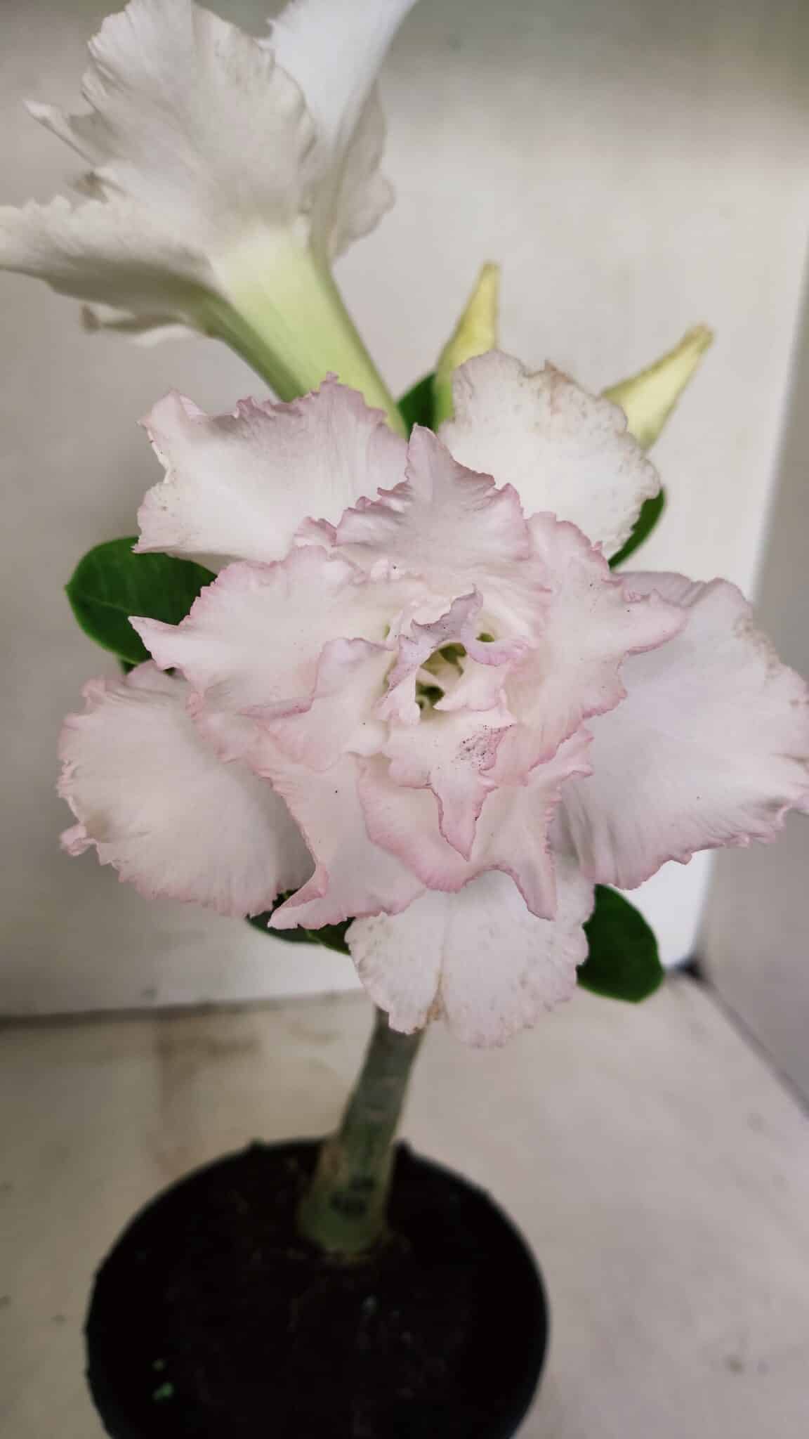 ENXERTO 12296 (2) ENXERTO 12296 – 22cm (cor LM 615) - Imagem 1