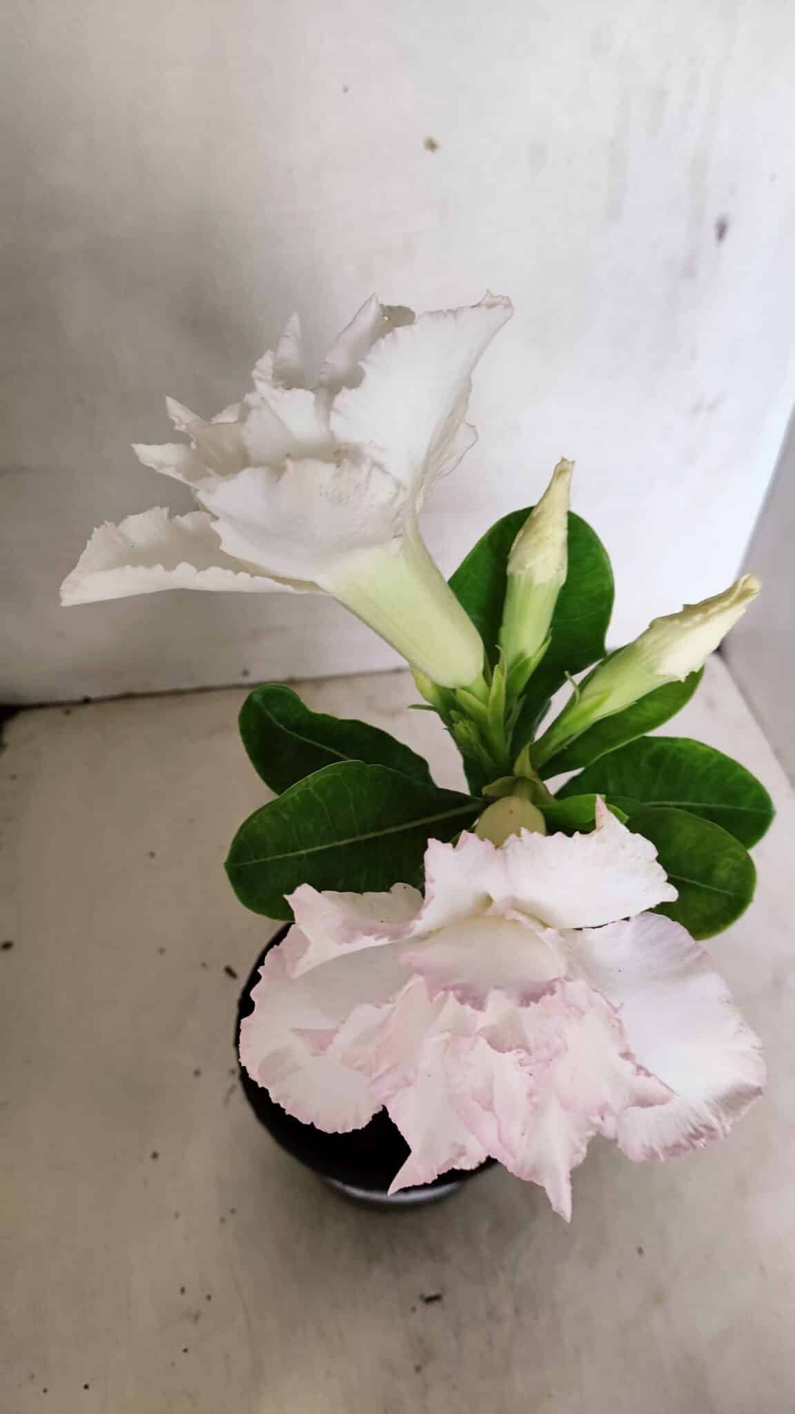 ENXERTO 12296 (3) ENXERTO 12296 – 22cm (cor LM 615) - Imagem 9