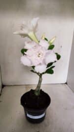 ENXERTO 12296 – 22cm (cor LM 615) - Imagem 8