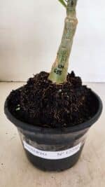 ENXERTO 12296 – 22cm (cor LM 615) - Imagem 7