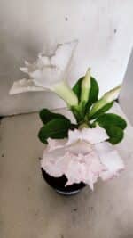 ENXERTO 12296 – 22cm (cor LM 615) - Imagem 4