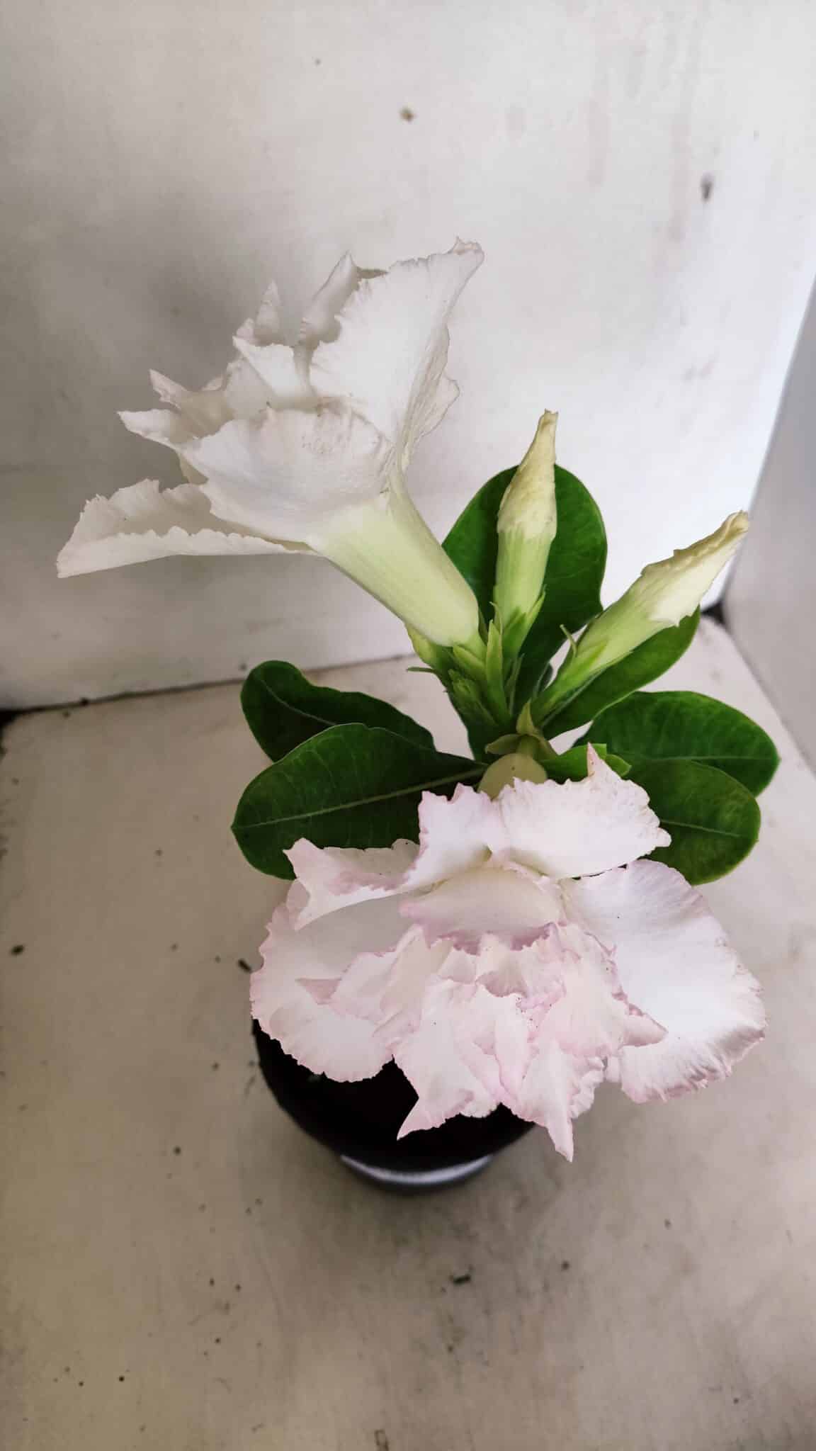 ENXERTO 12296 (6) ENXERTO 12296 – 22cm (cor LM 615) - Imagem 4