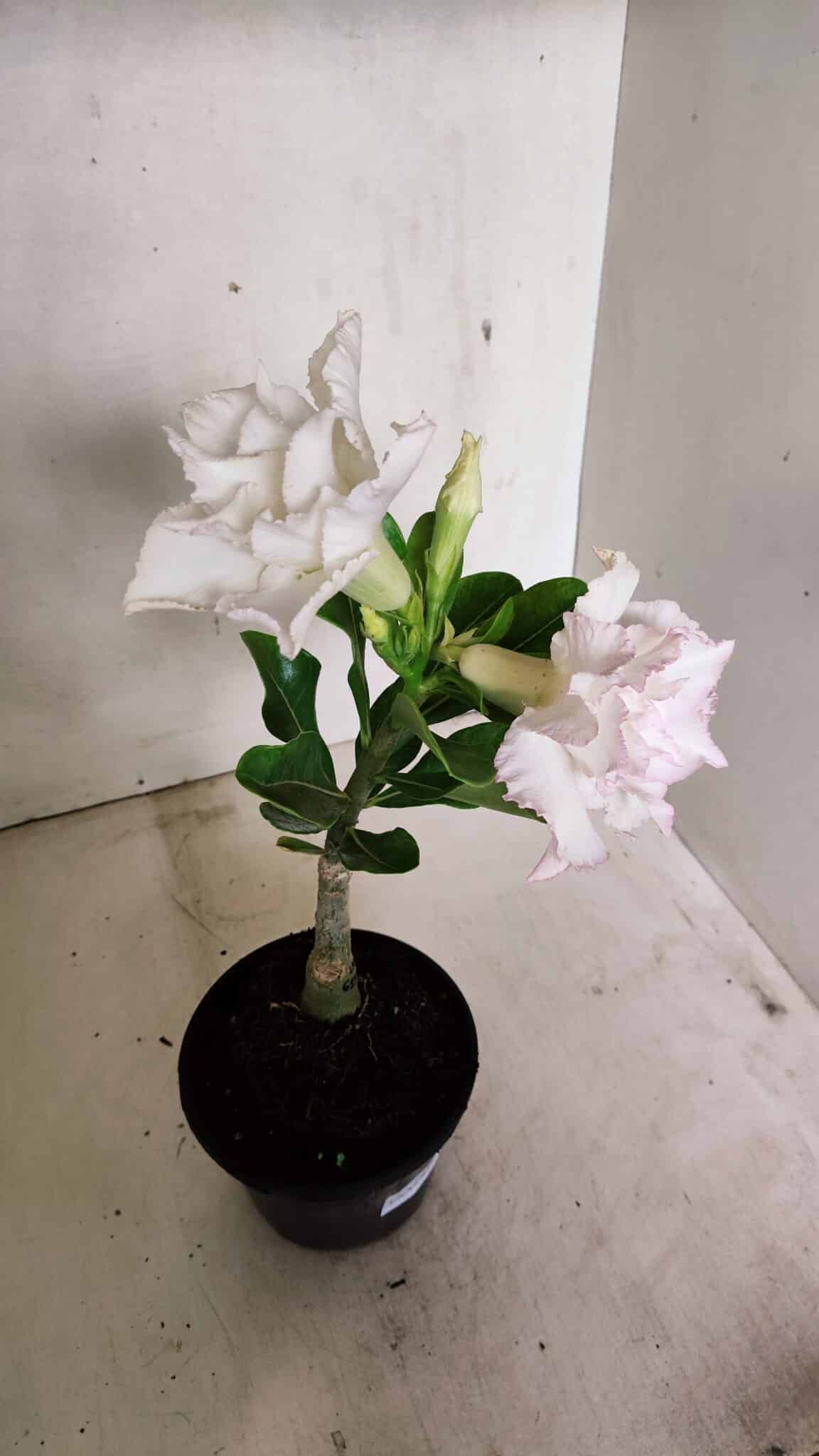 ENXERTO 12296 (7) ENXERTO 12296 – 22cm (cor LM 615) - Imagem 5