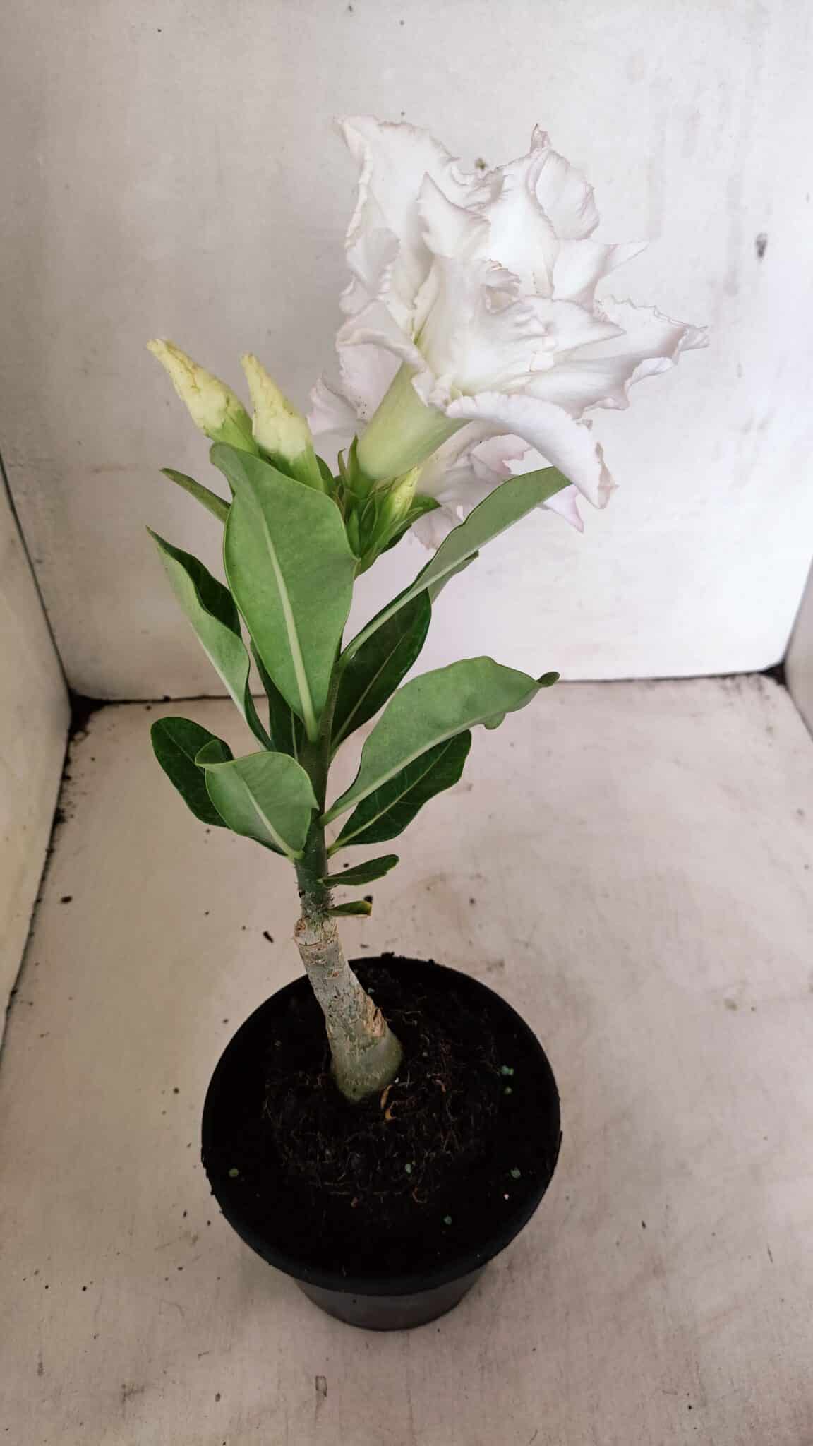 ENXERTO 12296 (8) ENXERTO 12296 – 22cm (cor LM 615) - Imagem 6