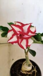 ENXERTO 12299 – 20cm (cor LM 797) Id: Ferrari